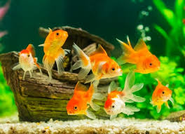 The diet chart of a betta fish should be varied. Can You Actually Keep Fish In Bowls Petmd