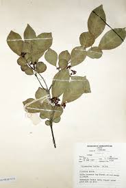 Image result for Hippocratea indica