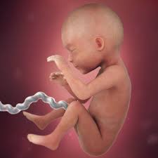 This phenomenon is considered normal condition and the future mother should not strongly worry in this case. 25 Weeks Pregnant Symptoms Belly Size More Babycenter