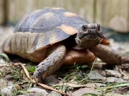Kura kura hitam dan putih reptil gambar png. Penyebab Kotoran Kura Kura Berwarna Putih Dan Cara Mengatasinya Kuranesia