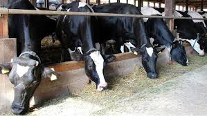 Fermierii primesc o veste proastă din partea agenției de plăți și intervenție pentru agricultură. SubvenÈ›iile Apia Cum Se AcordÄƒ È™i Cine BeneficiazÄƒ De Ele Basf Agricultural Solutions Romania