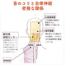 笑顔をリフォームする 健康小顔職人さんはinstagramを利用しています 首と自律神経 は切っても切れない関係です 首のコリが楽になると全身が楽になるのは まさに自律神経が整った証拠です 1枚目の画像にある様に 首の上半分には自律神経のバランスを