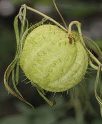 Image result for Gomphocarpus semilunatus