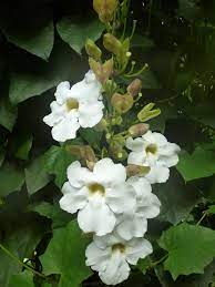 Planta liliacea de jardin de flores blancas y hermosas. Planta Liliacea De Jardin De Flores Blancas Y Hermosas