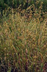 Image result for Cymbopogon caesius