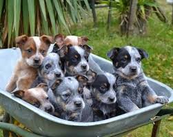 Cute Puppy And Dog Puppies By The Pan How Cute In 2020 Cattle Dog Puppy Australian Cattle Dog Puppy Heeler Puppies