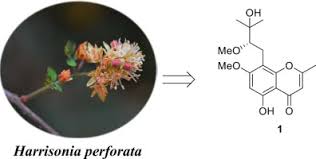 Image result for Harrisonia