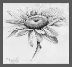 Black And White Pencil Drawings Of Flowers Daisy Drawing Related Keywords Suggestions Daisy Drawing Long Tail Keywords Daisy Drawing Flower Sketches Flower Drawing