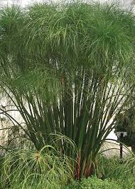 Image result for Cyperus tenax