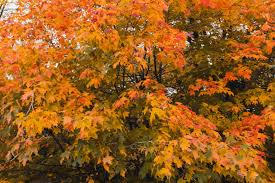 Check spelling or type a new query. 10 Maple Trees For Best Fall Color