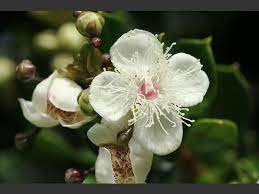 Luma Apiculata Chilean Myrtle Myrtaceae Images Myrtle Flower Myrtaceae Flowers