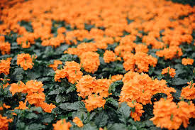 Image result for Crossandra fruticulosa