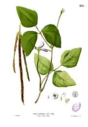 Maybe you would like to learn more about one of. Kacang Tunggak Wikipedia Bahasa Indonesia Ensiklopedia Bebas