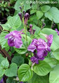 Image result for Asystasia vogeliana