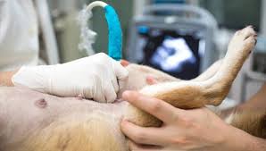 Male dogs are rarely affected. How Long Can A Dog Live With Mammary Cancer