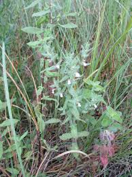 Image result for Achyrospermum carvalhoi