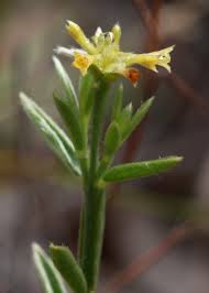 Image result for Thymelaeaceae