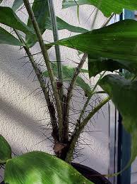 Image result for Aiphanes horrida