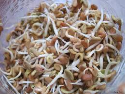 In the above video easy method of sowing seeds and growing fenugreek leaves is. Sprouting Fenugreek Flowery Prose