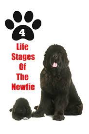 The 4 Life Stages Of The Newfoundland Dog My Brown Newfies