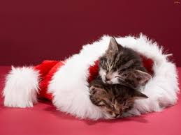 Cat christmas cards christmas card pictures christmas music christmas time cute kitten pics cute cats puppy pictures cute pictures animals and pets. 49 Free Christmas Wallpaper With Cats On Wallpapersafari