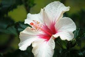 The large blooms can be up to a foot wide and attract butterflies and hummingbirds to a garden. Hibiscus White Plant At Rs 25 Piece à¤« à¤² à¤µà¤° à¤— à¤ª à¤² à¤Ÿ à¤« à¤²à¤¦ à¤° à¤ª à¤§ Plants Ship Rajahmundry Id 13584076155