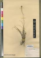 Image result for Kyllinga alba