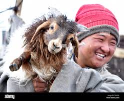 May lamb hi-res stock photography and images