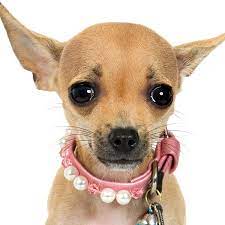 Petly plans provide preventive veterinary services for one year, with the cost divided into 12 affordable monthly payments. Affordable Pet Hospital Tampa Fl Groupon