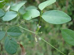 Image result for Teramnus labialis