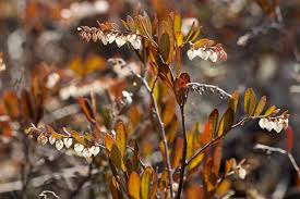 Image result for Chamaeclitandra