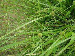 Kyllinga brevifolia – Wikipedia tiếng Việt