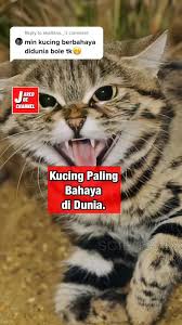 Namun saat ini kucing persia lebih banyak dikembangkan di negara inggris dan amerika yang menjadi penghasil kucing persia terbesar. Reply To Ekaltans Kucing Paling Bahaya Di Dunia Comel Tapi Berbahaya Fyp Fakta Faktamenarik Faktaunik