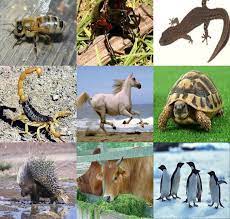 Dec 12, 2015 · kala jengking, lipan, ular, dll. Hidup Haiwan Science Quiz Quizizz