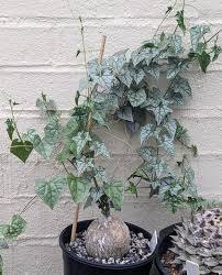 Image result for Gerrardanthus lobatus