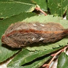 Последние твиты от caterpillarinc (@caterpillarinc). Wig Looking Poisonous Caterpillars Can Inflict Pain Officials Warn The New York Times