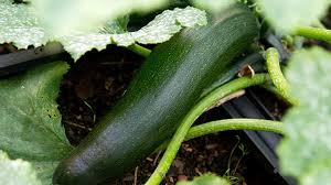 The flowers of the zucchini plant are actually edible and are often cooked or fried for human consumption. Better Not To Eat When Zucchini Is Poisonous Archyde