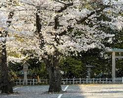 首里城公園櫻花的圖片