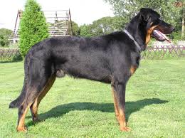 We did not find results for: Beauceron Dog Breed Facts Highlights Buying Advice Pets4homes