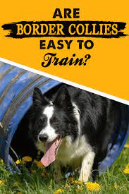 Are Border Collies Easy To Train Border Collie Puppy Training Border Collie Border Collie Training