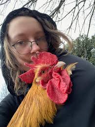 Rooster Killed at St Augustine Cemetery