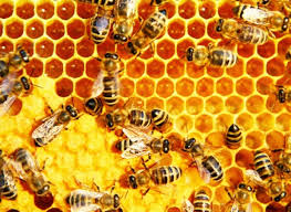 Cara ternak lebah madu klanceng kelulut budidaya tawon lanceng transferring nest trigona bee. Khasiat Madu Lebah Kelulut Eratuku