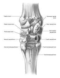 Equine Carpus Posterior View Horse Anatomy Equines Horse Bones