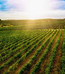 Her goal in life is to be remembered for the positive impact that she made in the lives of. Home Pimentel Family Wines