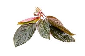 Image result for Isonema