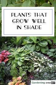 Maybe you would like to learn more about one of these? Plants That Grow Well In Shade Shade Loving Perennials Perennial Plants Plants