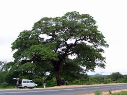 Image result for Brachystegia glaucescens