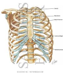 Learn about chest anatomy with free interactive flashcards. Anterior Chest Wall