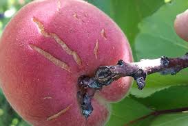 Any suggestions on this disappearance? All The Things That Can Go Wrong With Your Apricot Trees