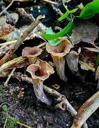 Image result for Craterellus fallax